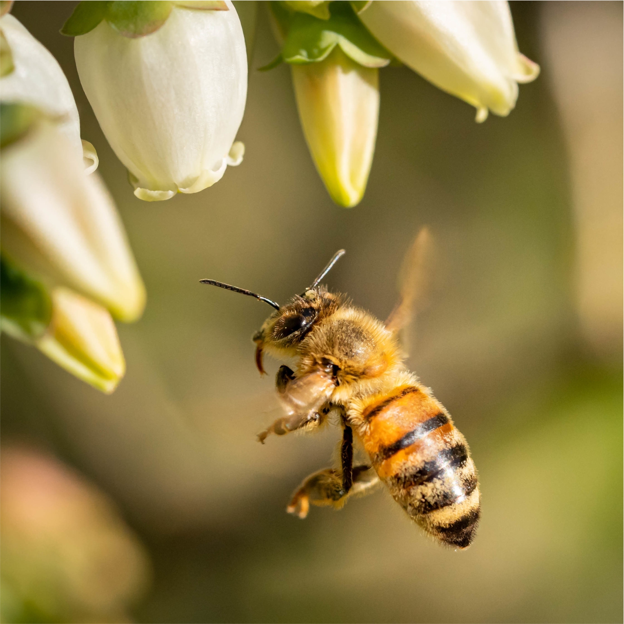 Bee