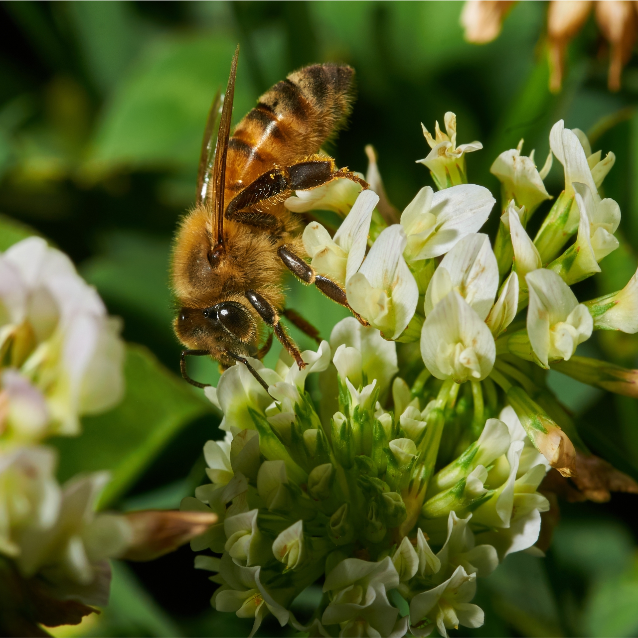 Bee