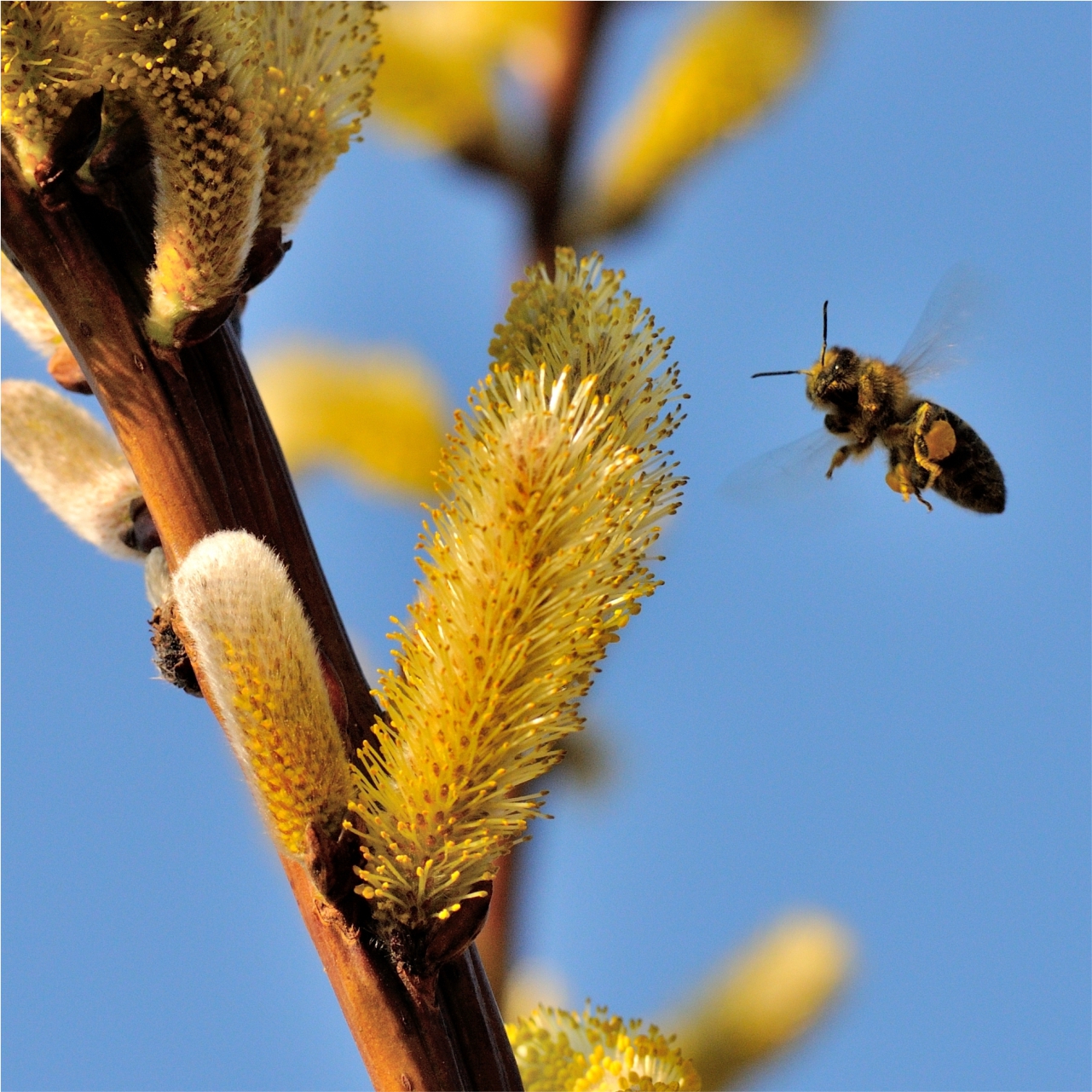 Bee