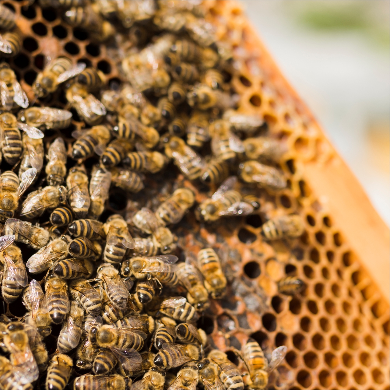 Bee
