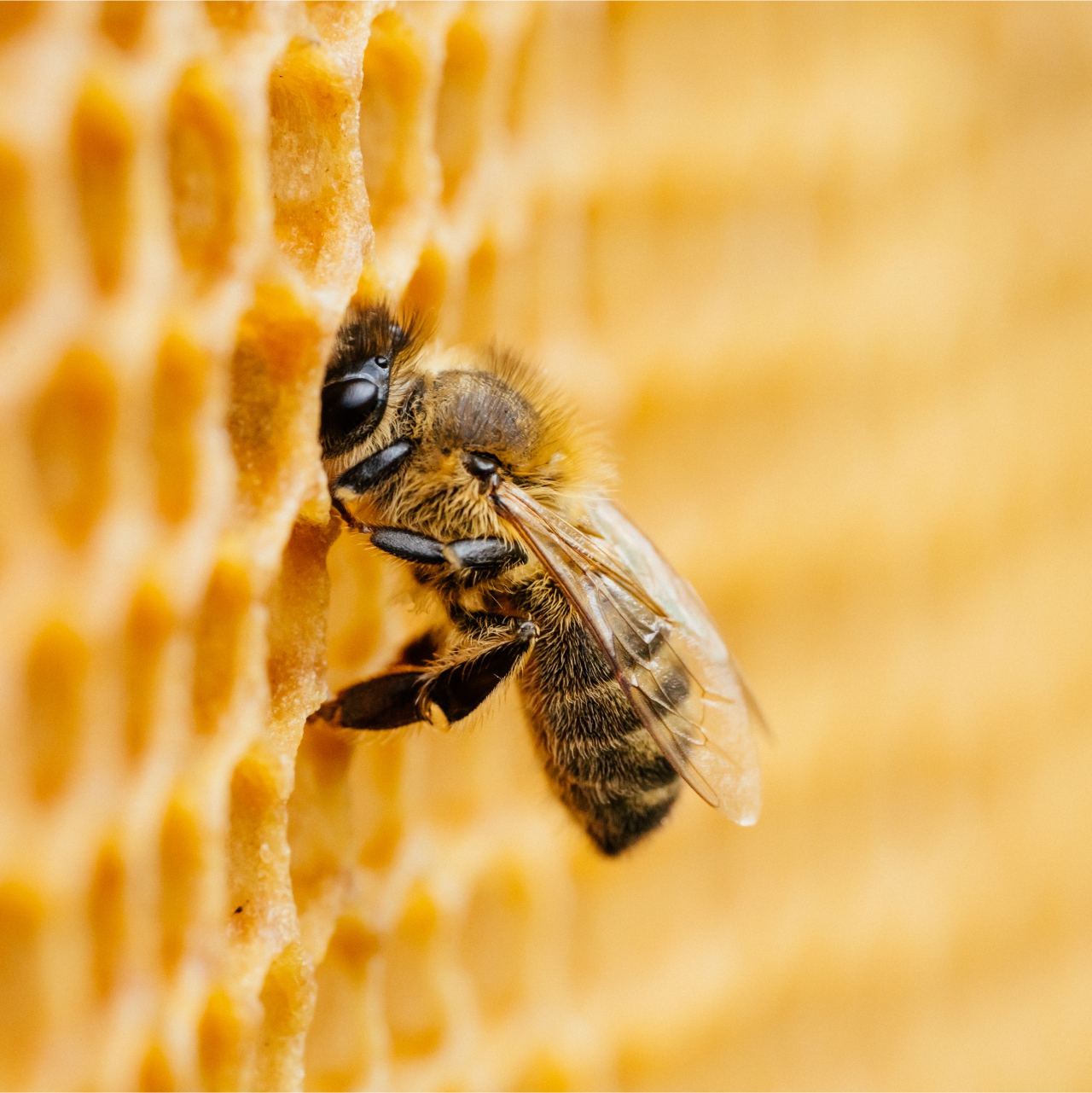 Bee