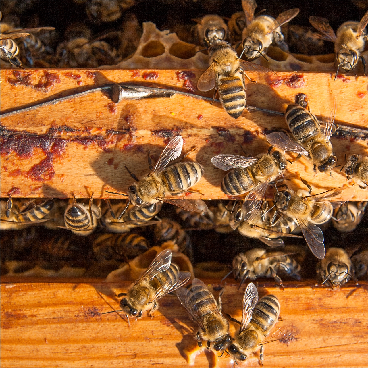 Bee