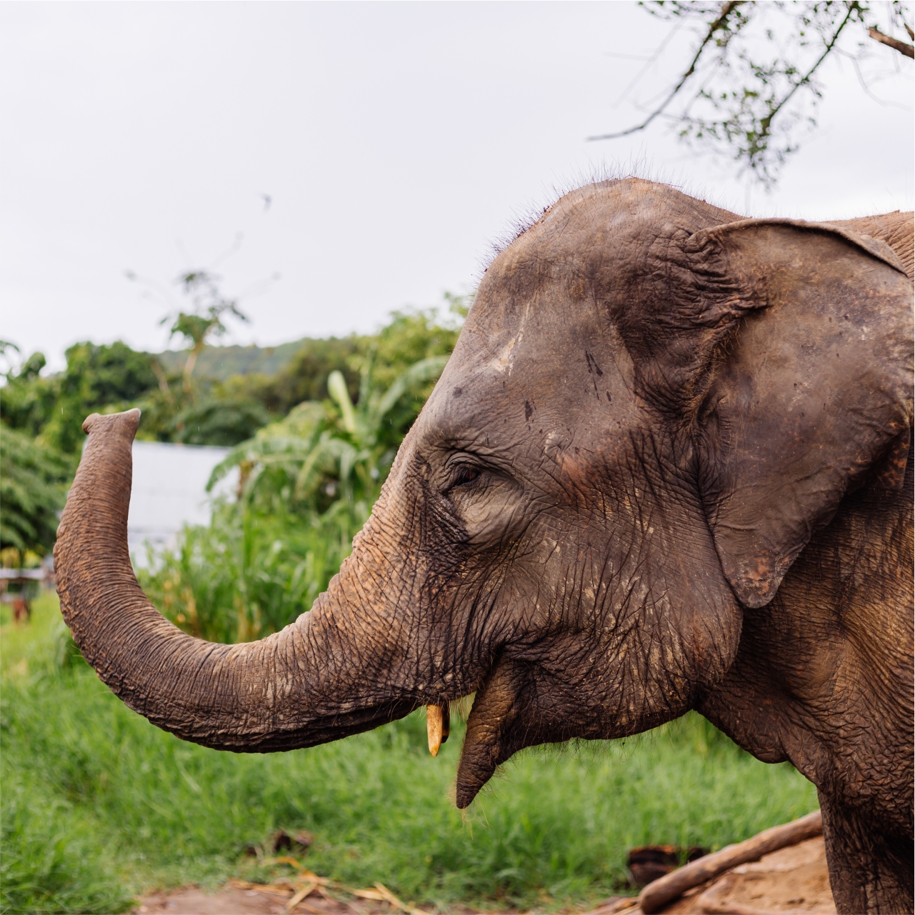 Asian Elephant