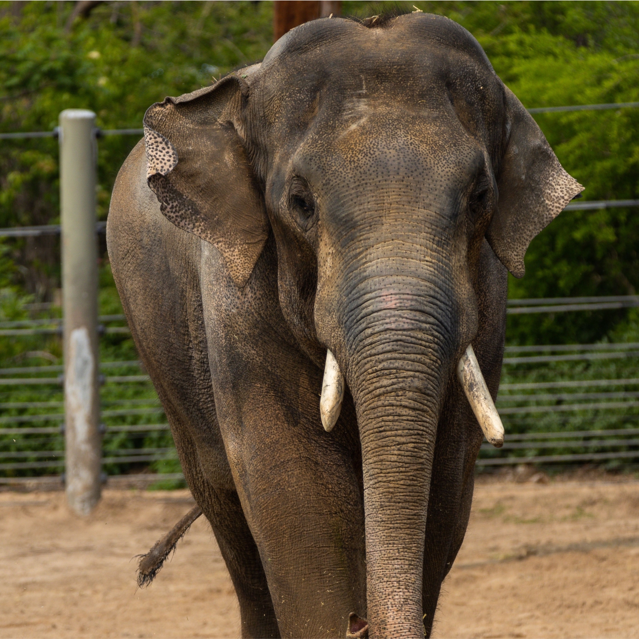 Asian Elephant