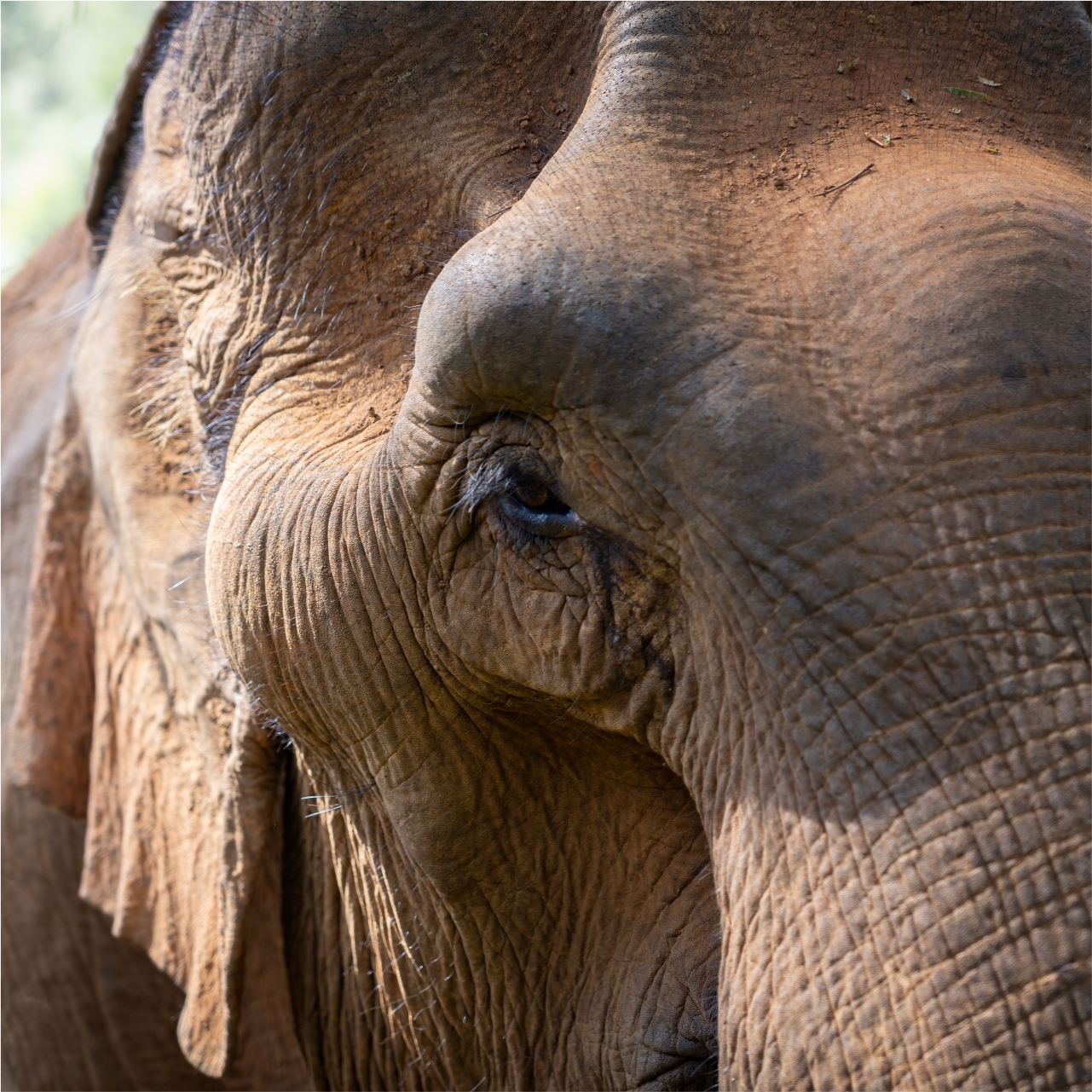 Asian Elephant