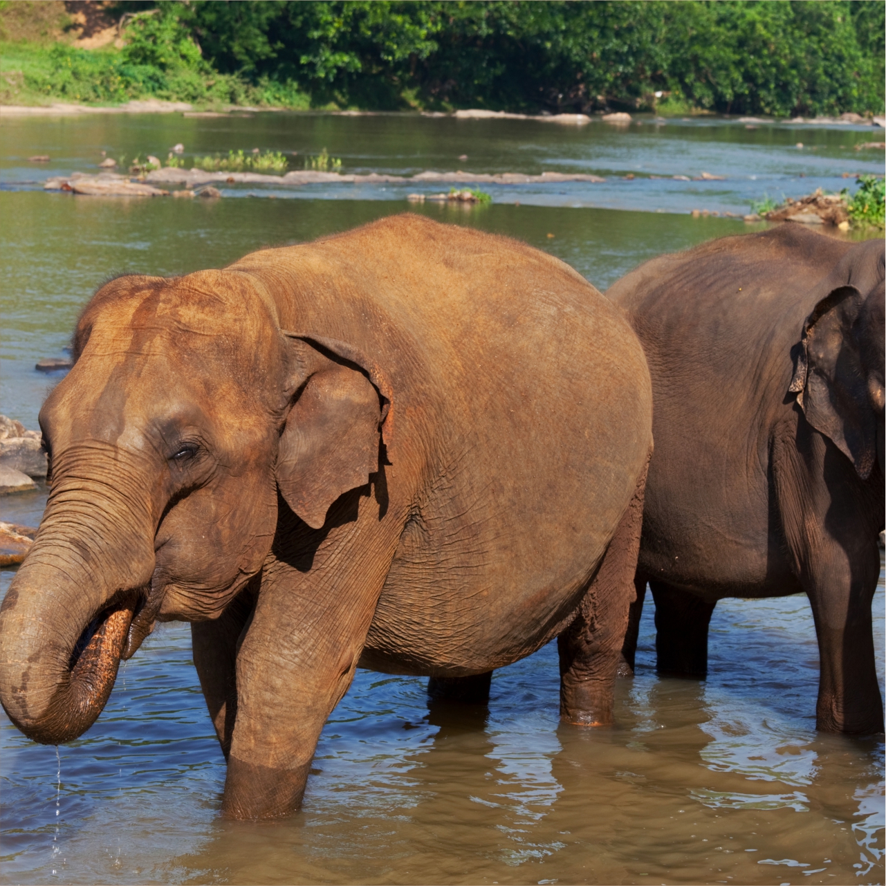 Asian Elephant