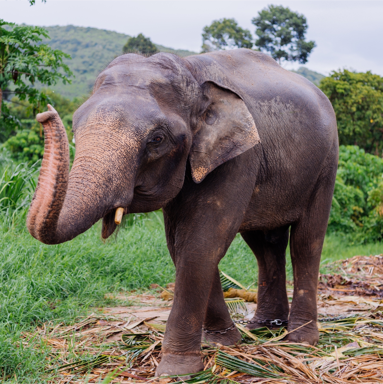 Asian Elephant