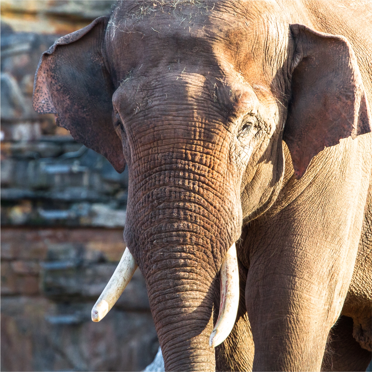 Asian Elephant