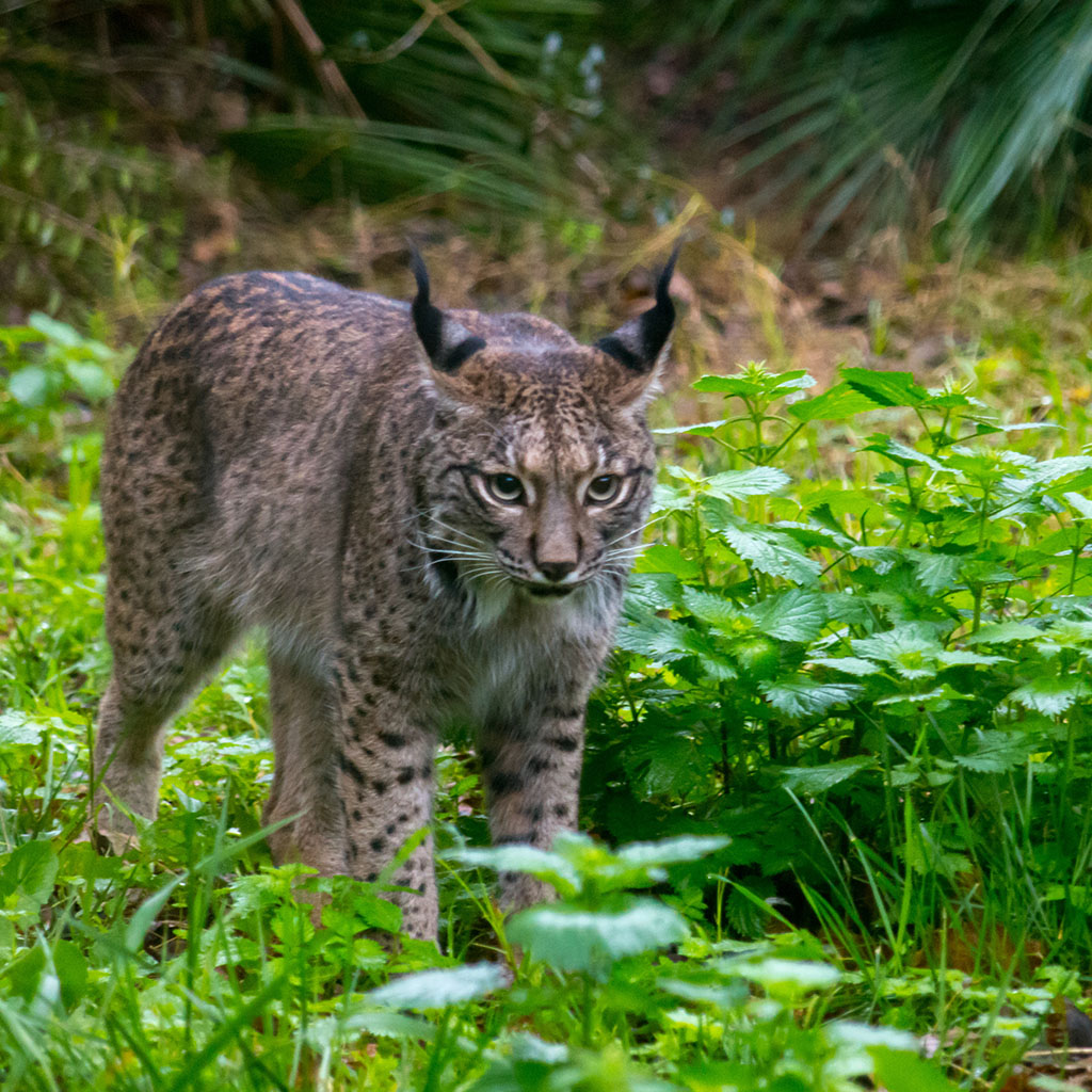 Iberian Lynx