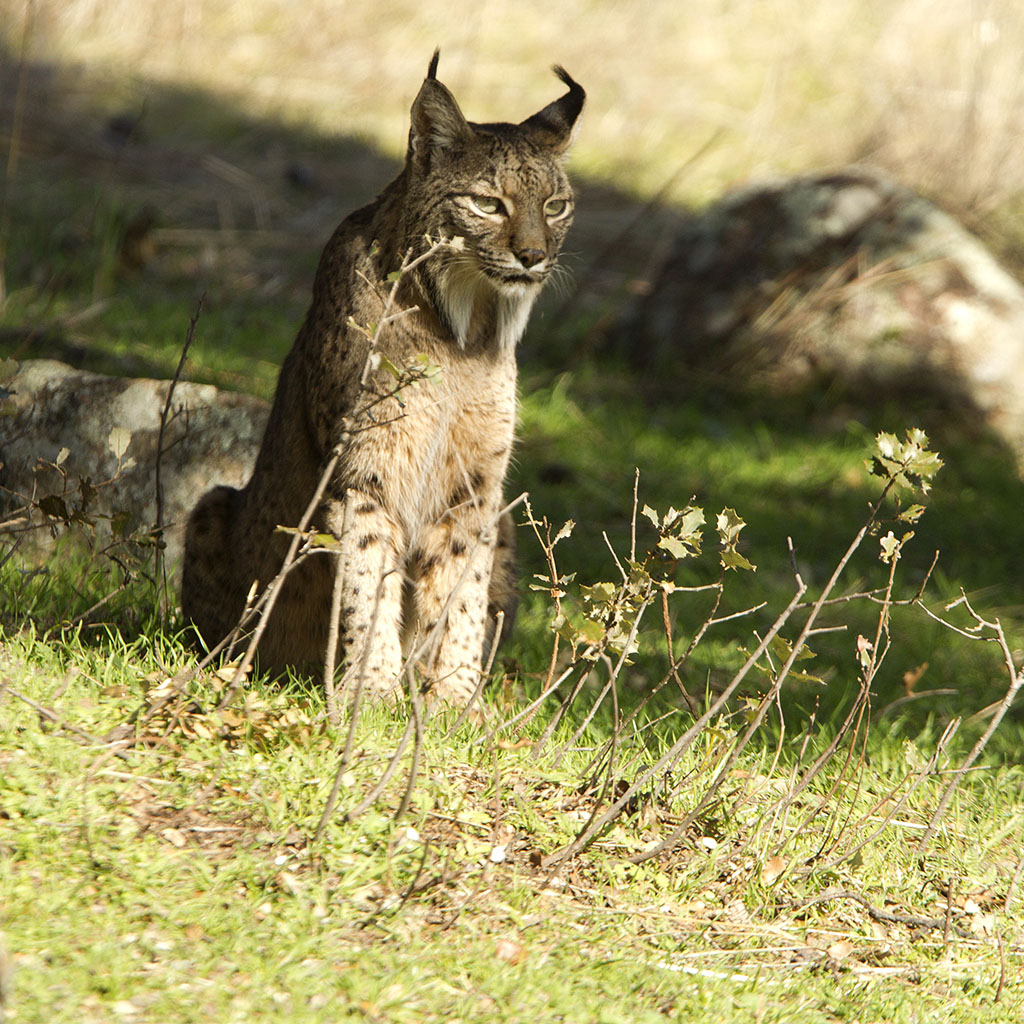 Iberian Lynx
