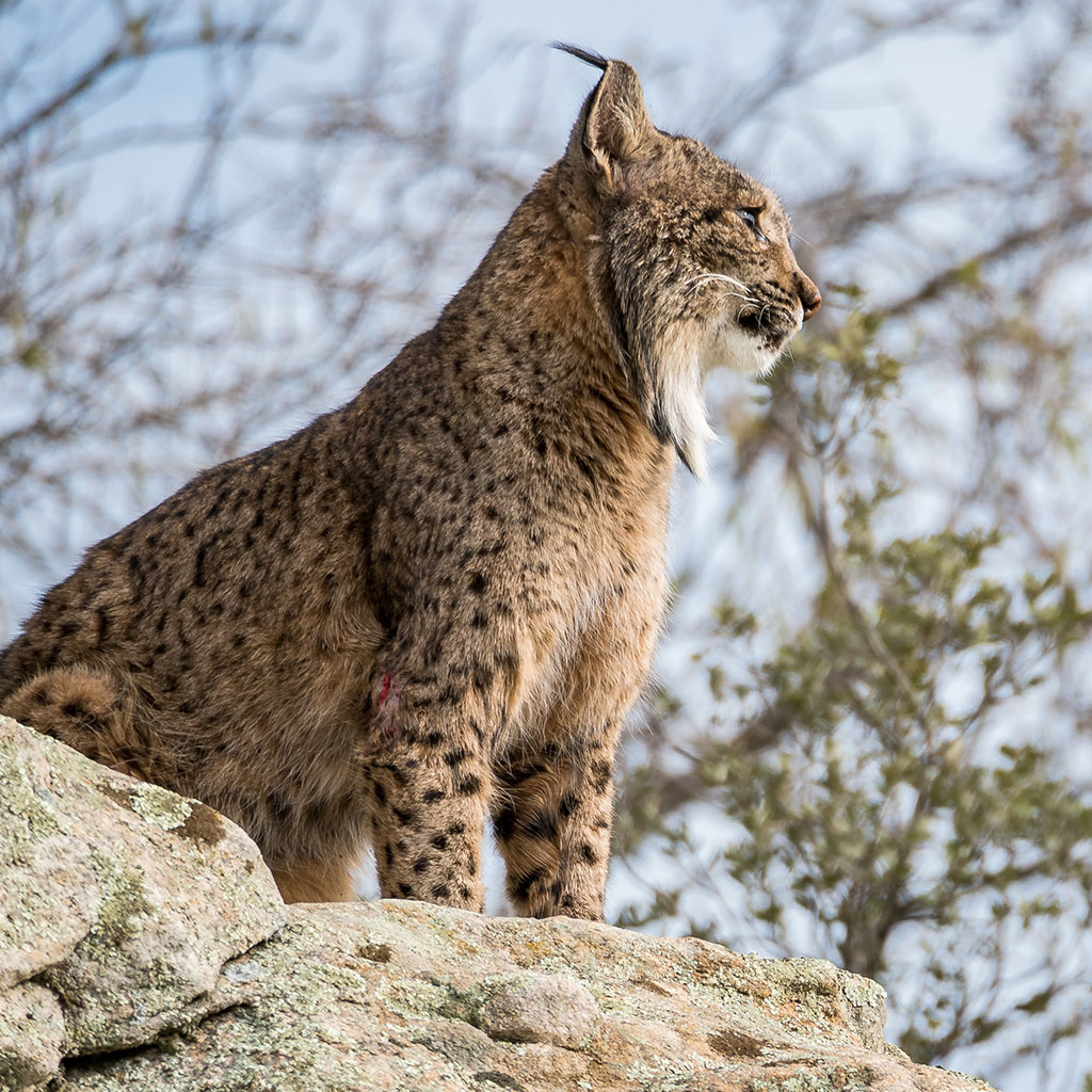 Iberian Lynx