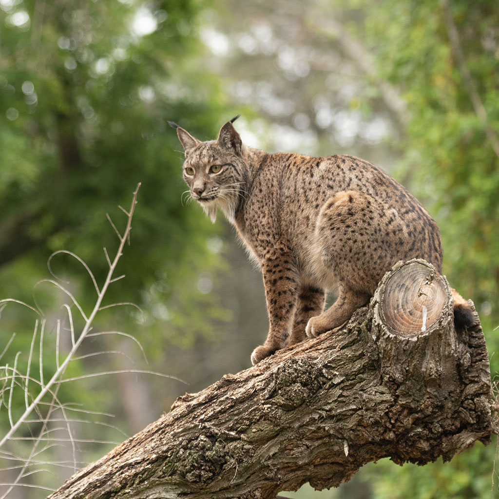 Iberian Lynx