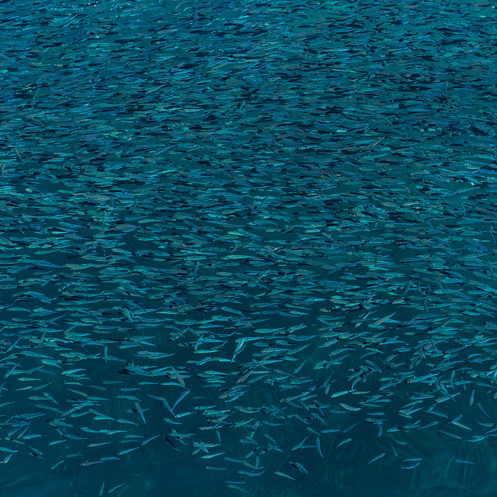 Sardine