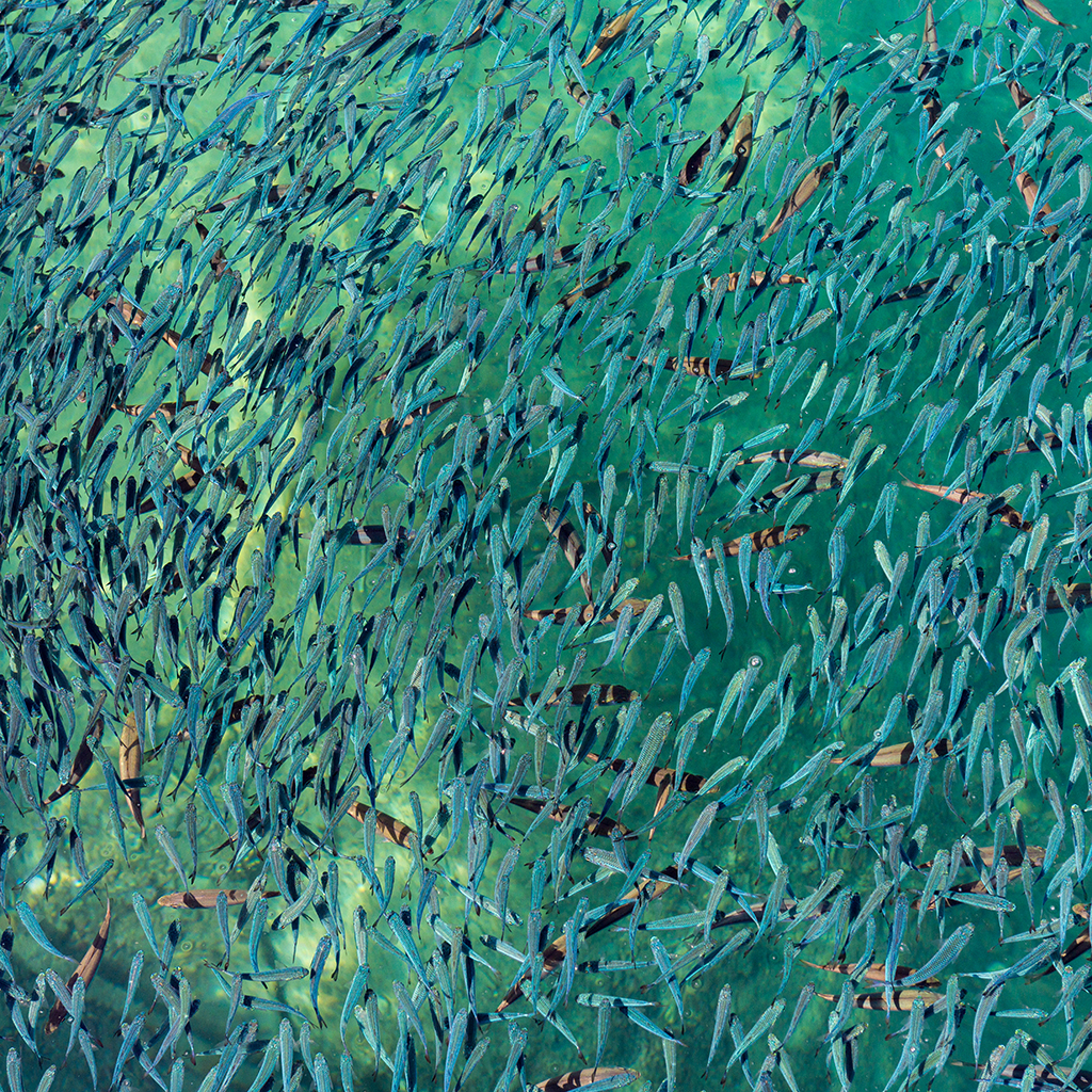 Sardine