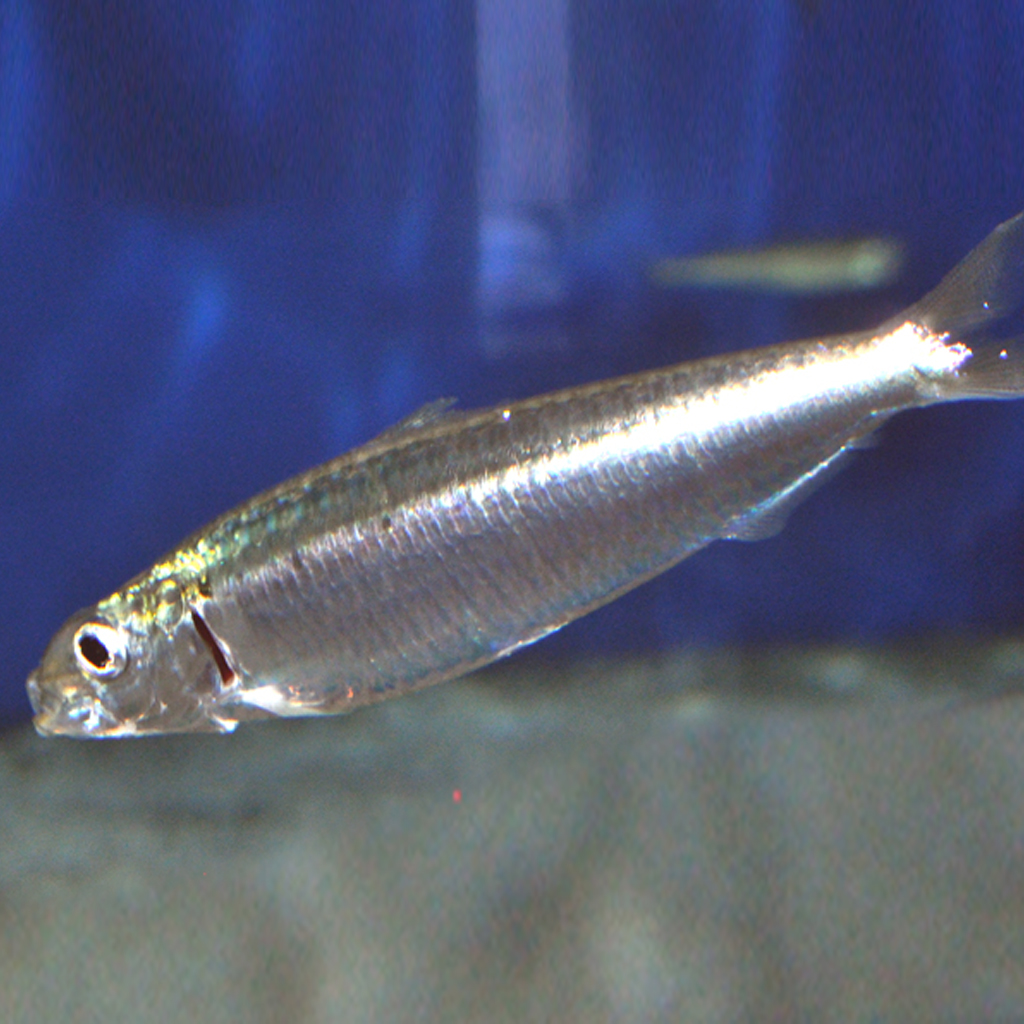 Sardine