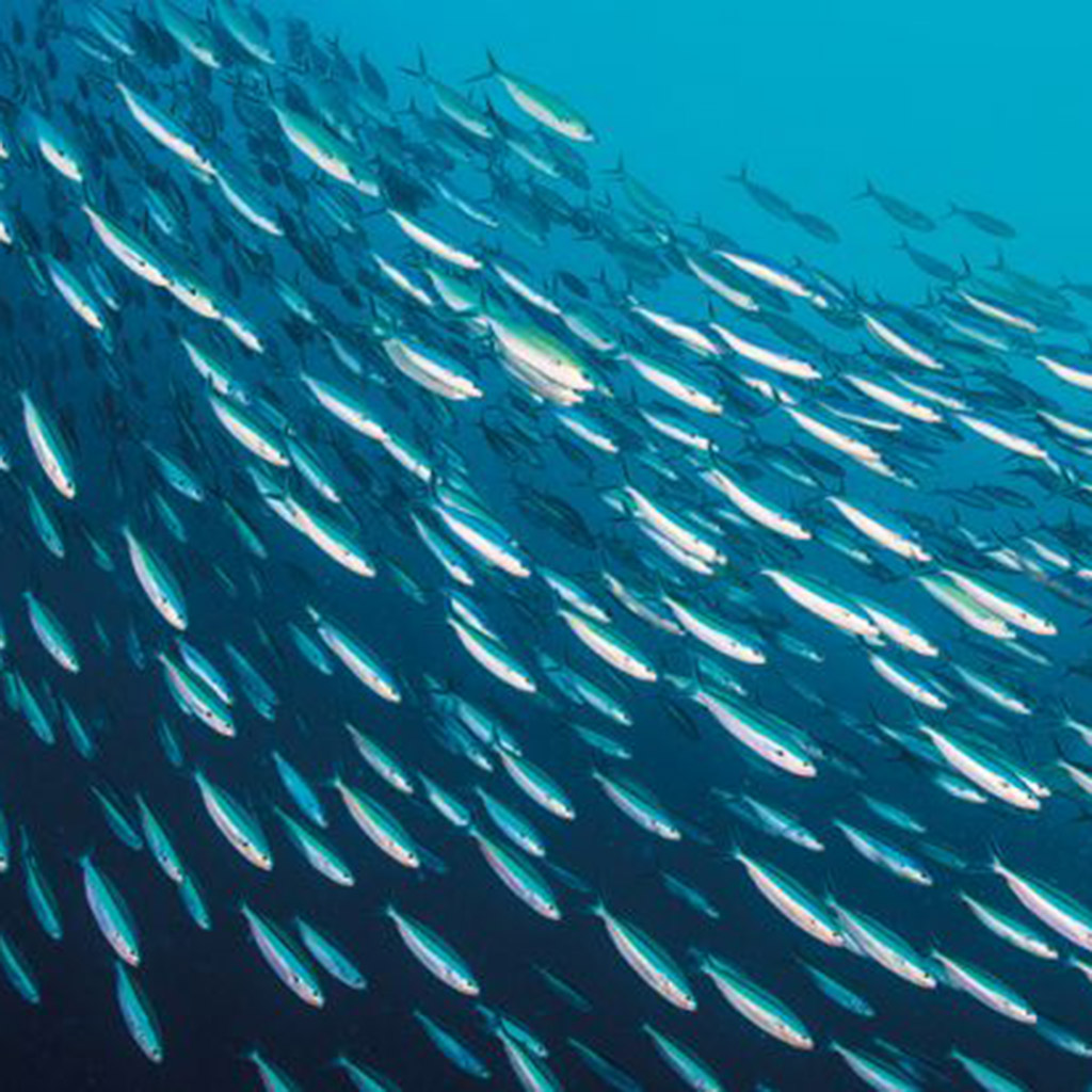 Sardine