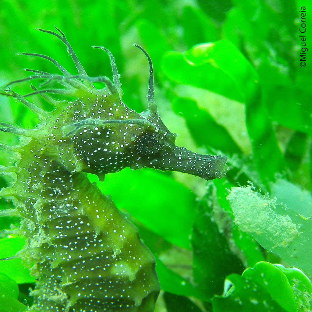 Seahorse
