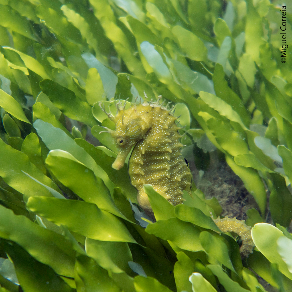Seahorse