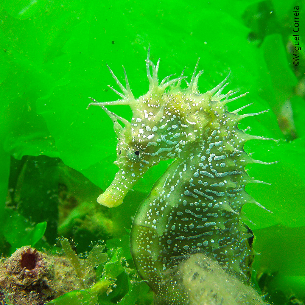 Seahorse