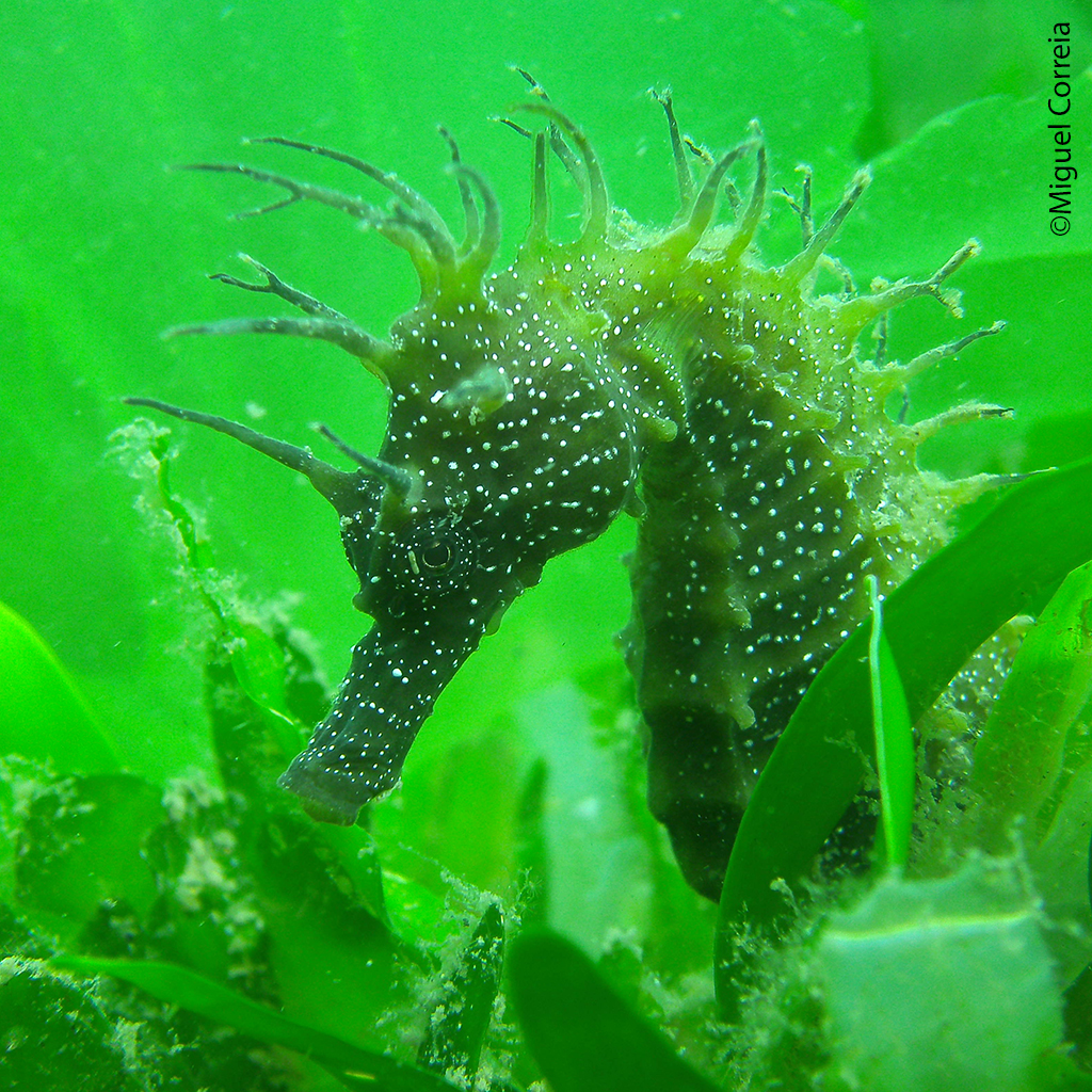Seahorse