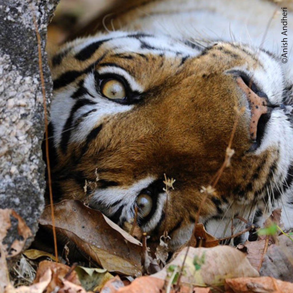 Wild Tigers