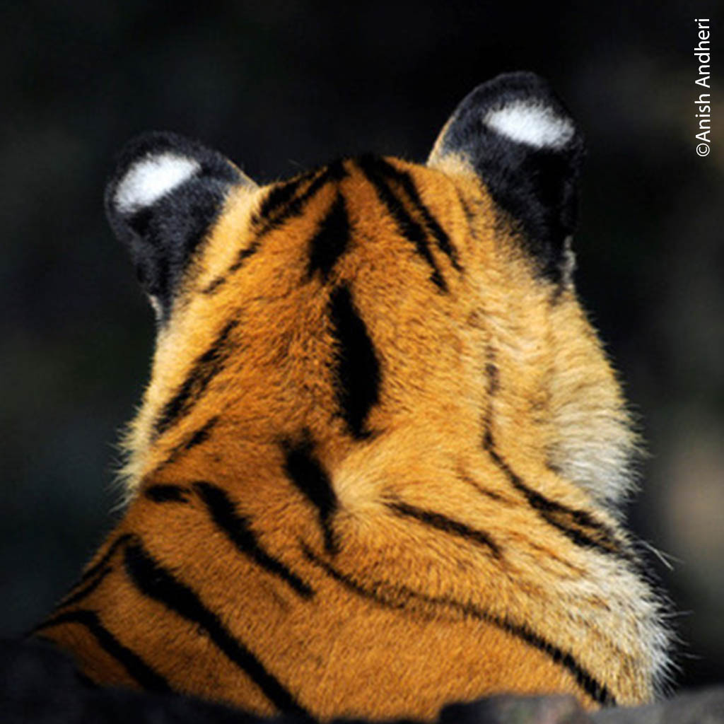 Wild Tigers