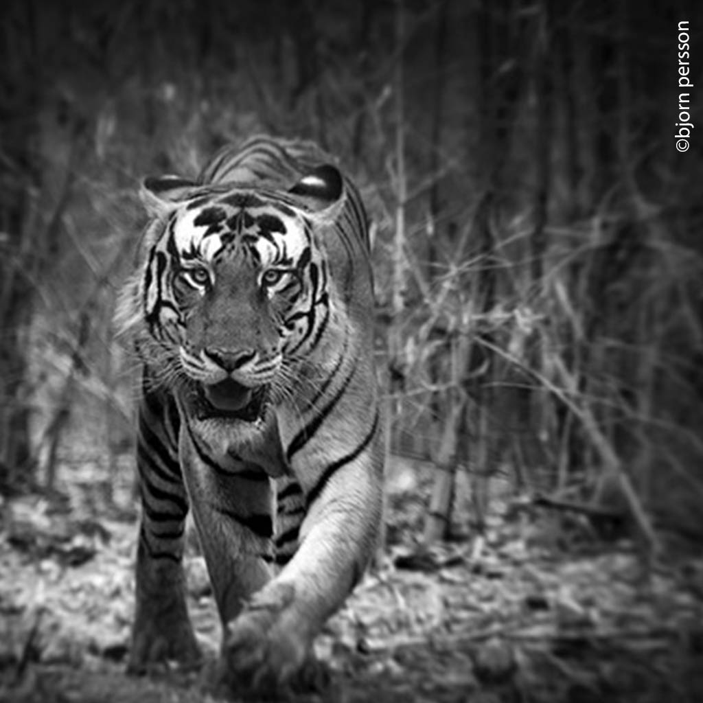 Wild Tigers