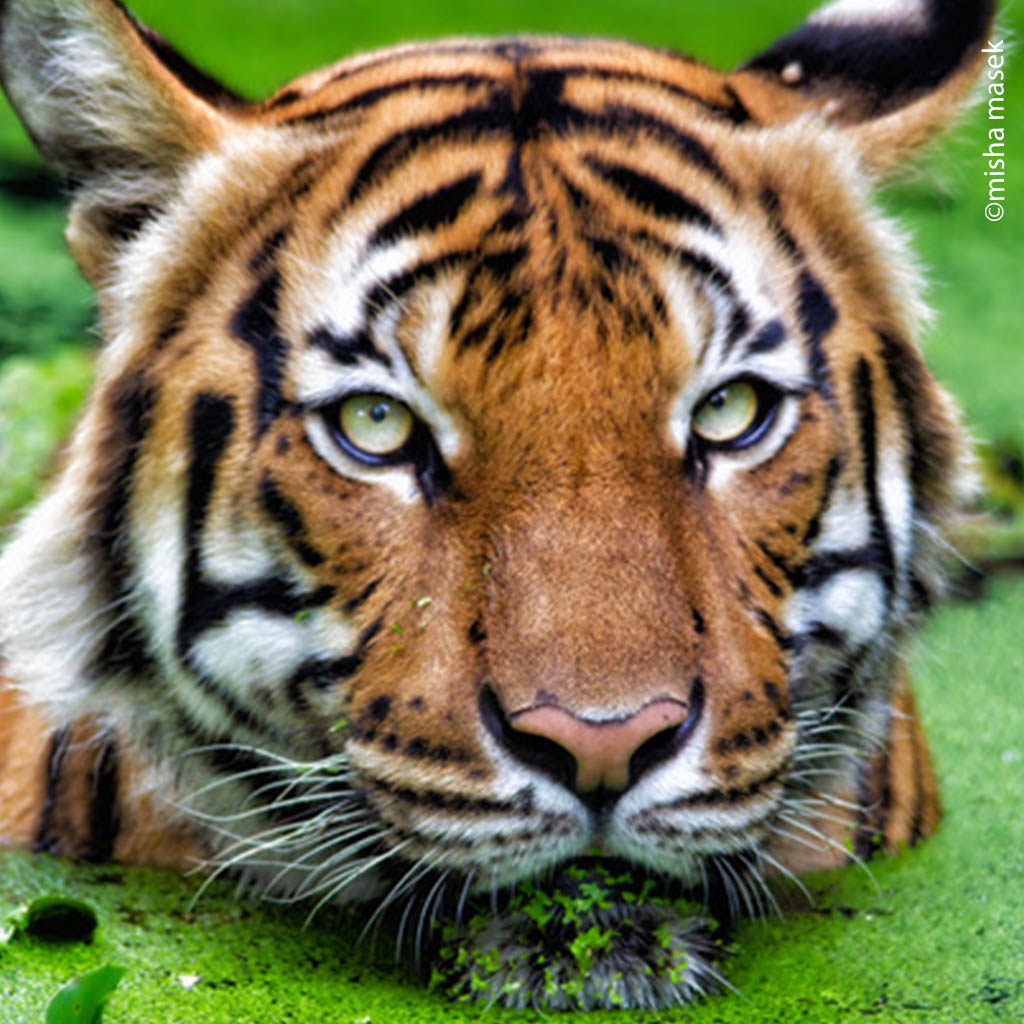 Wild Tigers