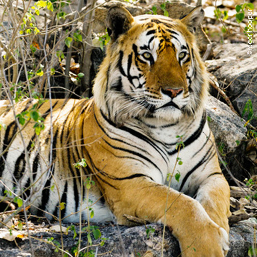 Wild Tigers