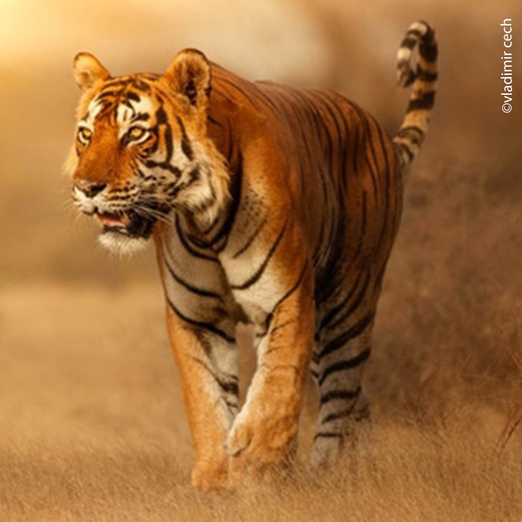 Wild Tigers