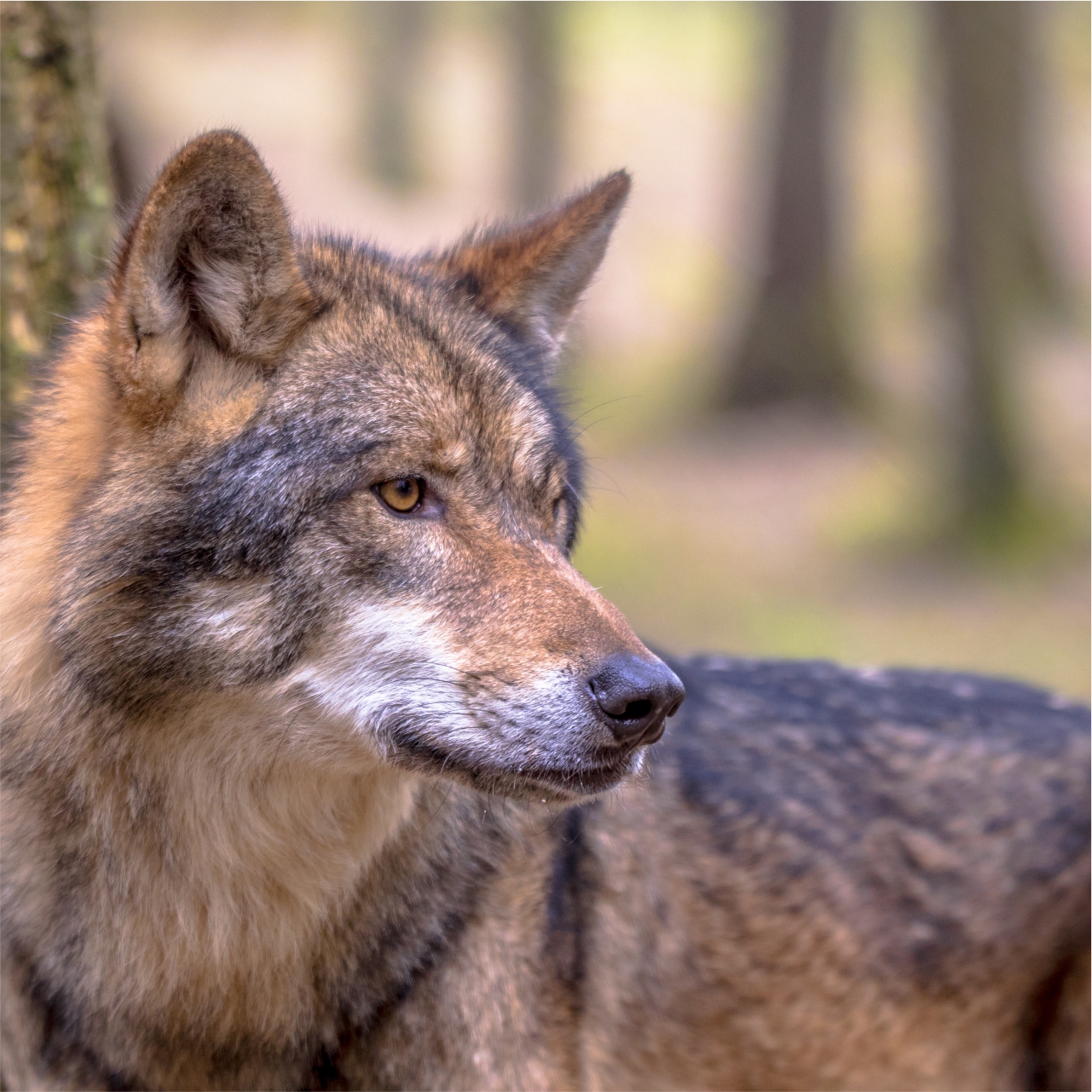 Wolf