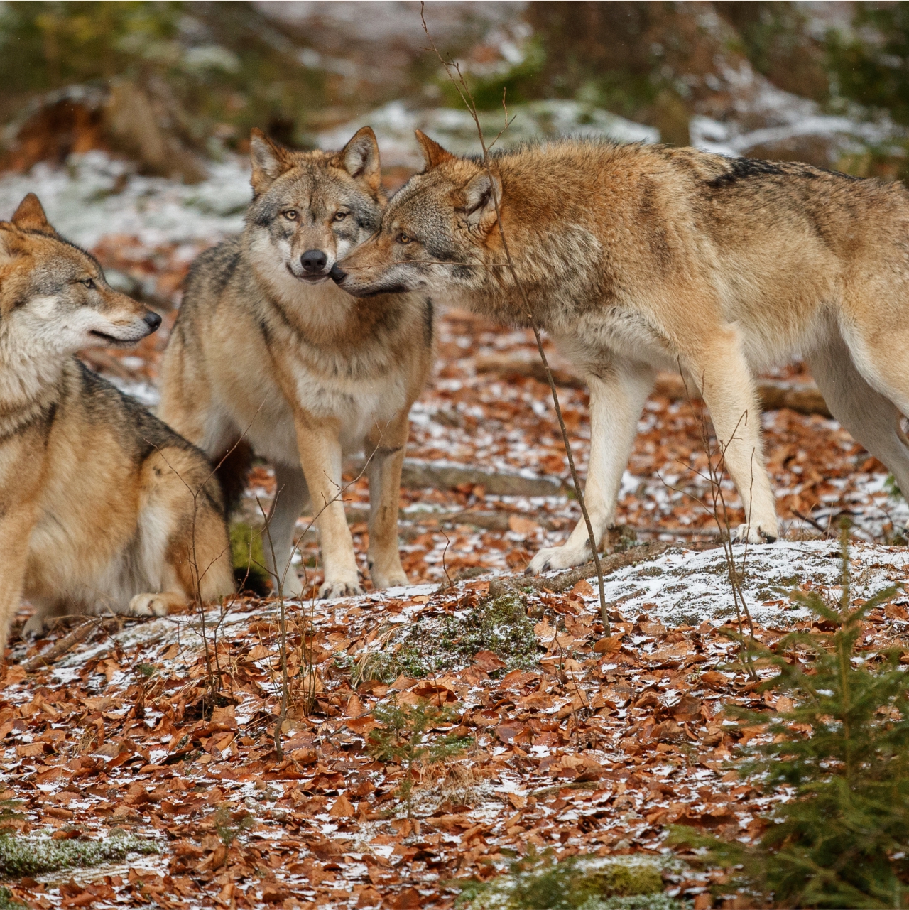 Wolf