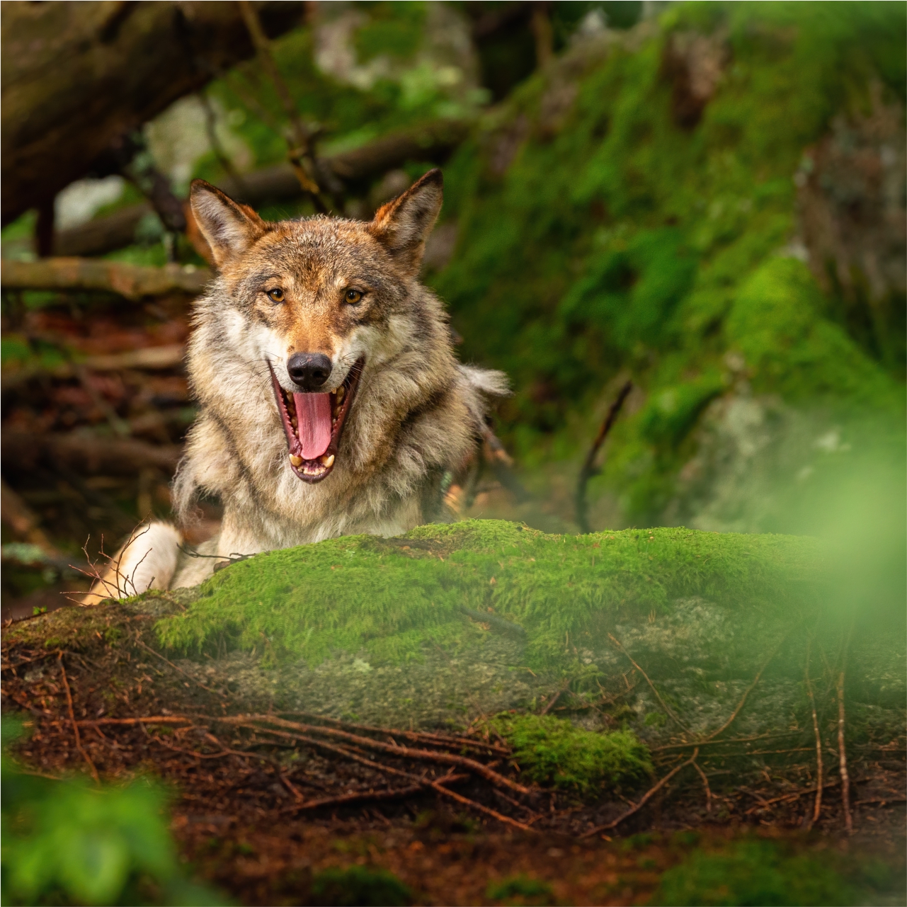 Wolf