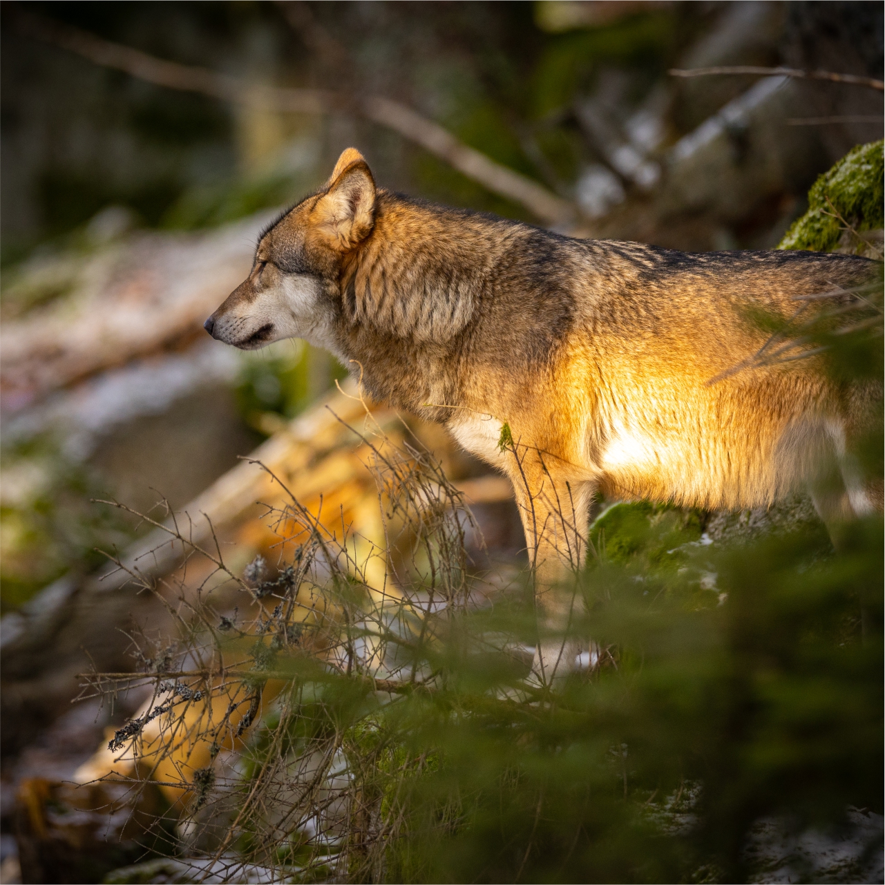 Wolf