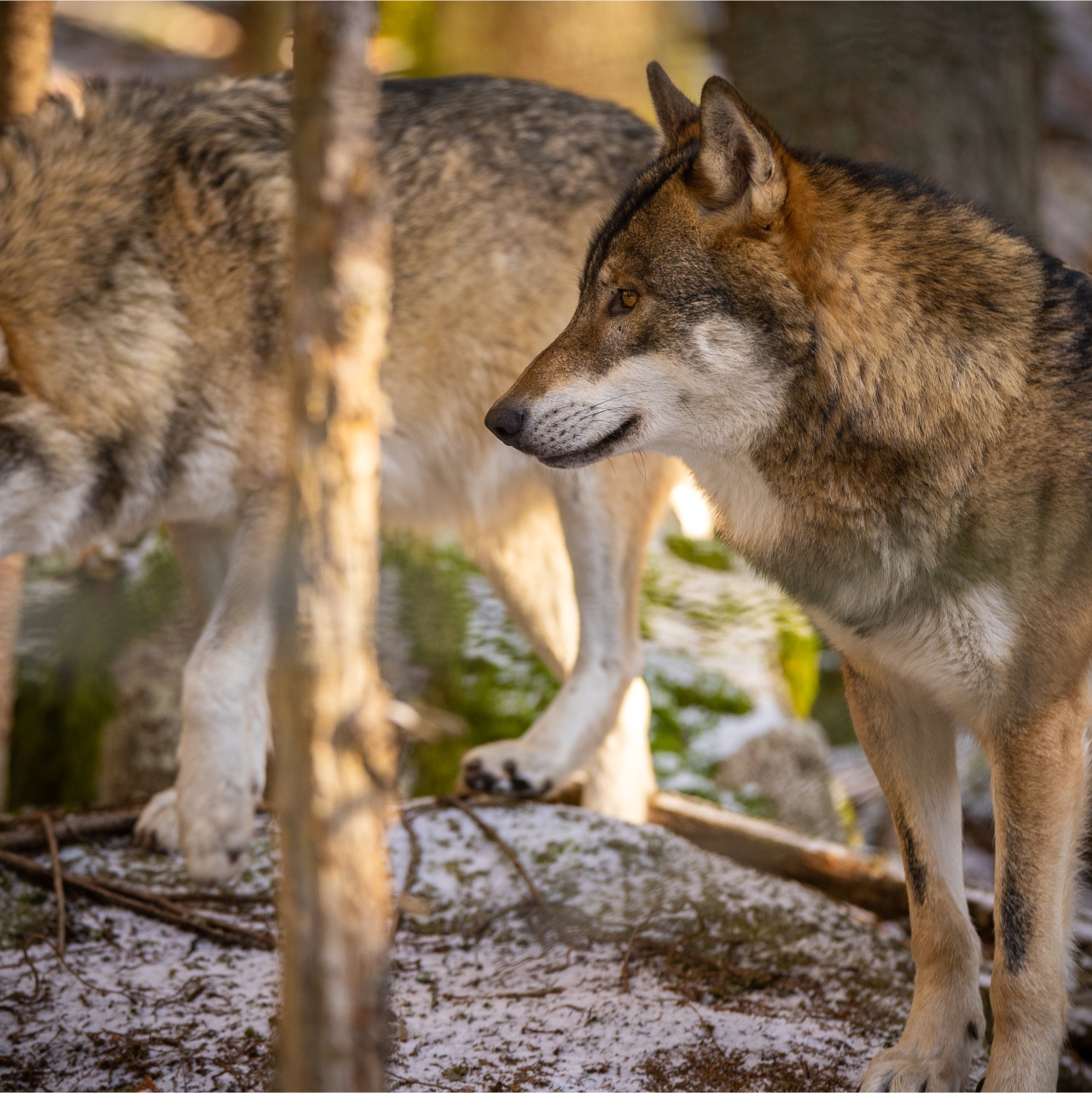 Wolf