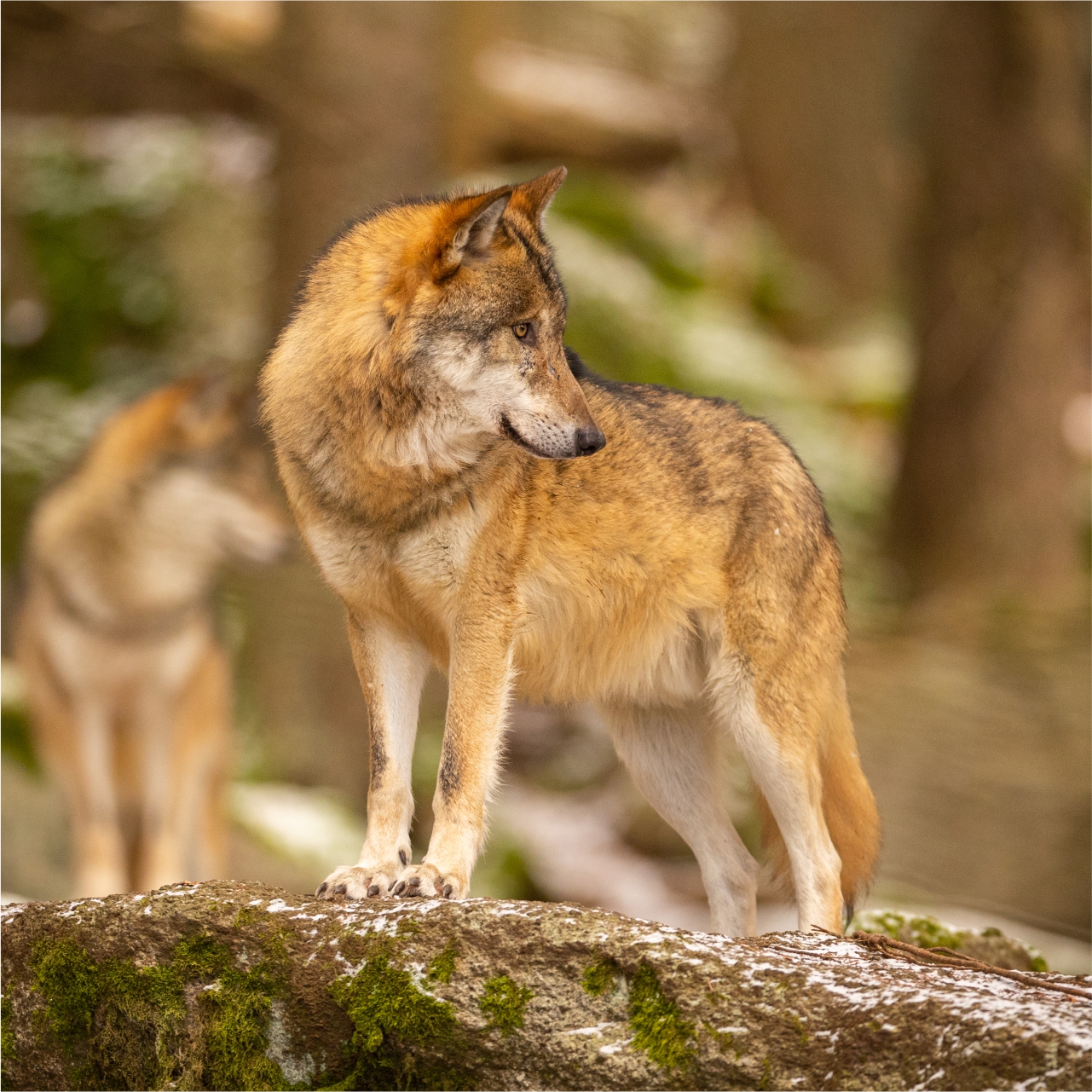 Wolf